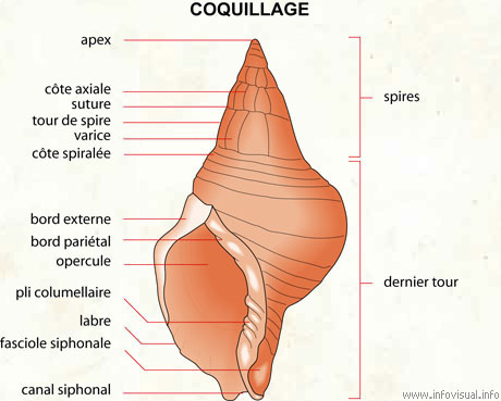 Coquillage (Dictionnaire Visuel)
